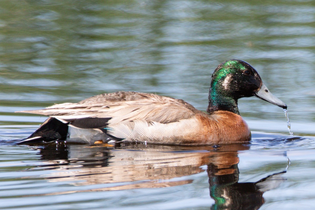 Hybride Canard d'Amérique x C. colvert - ML636861336