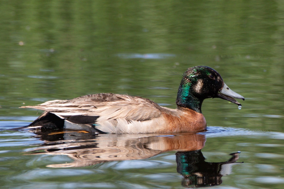 Hybride Canard d'Amérique x C. colvert - ML636861337