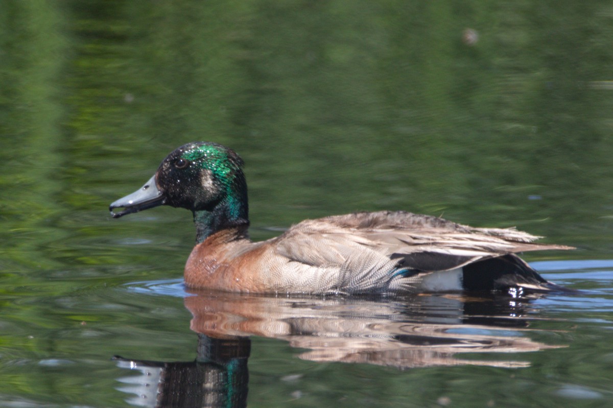 Hybride Canard d'Amérique x C. colvert - ML636861338