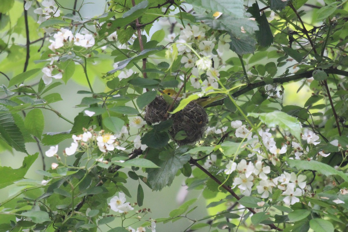 Northern Yellow Warbler - ML636861460