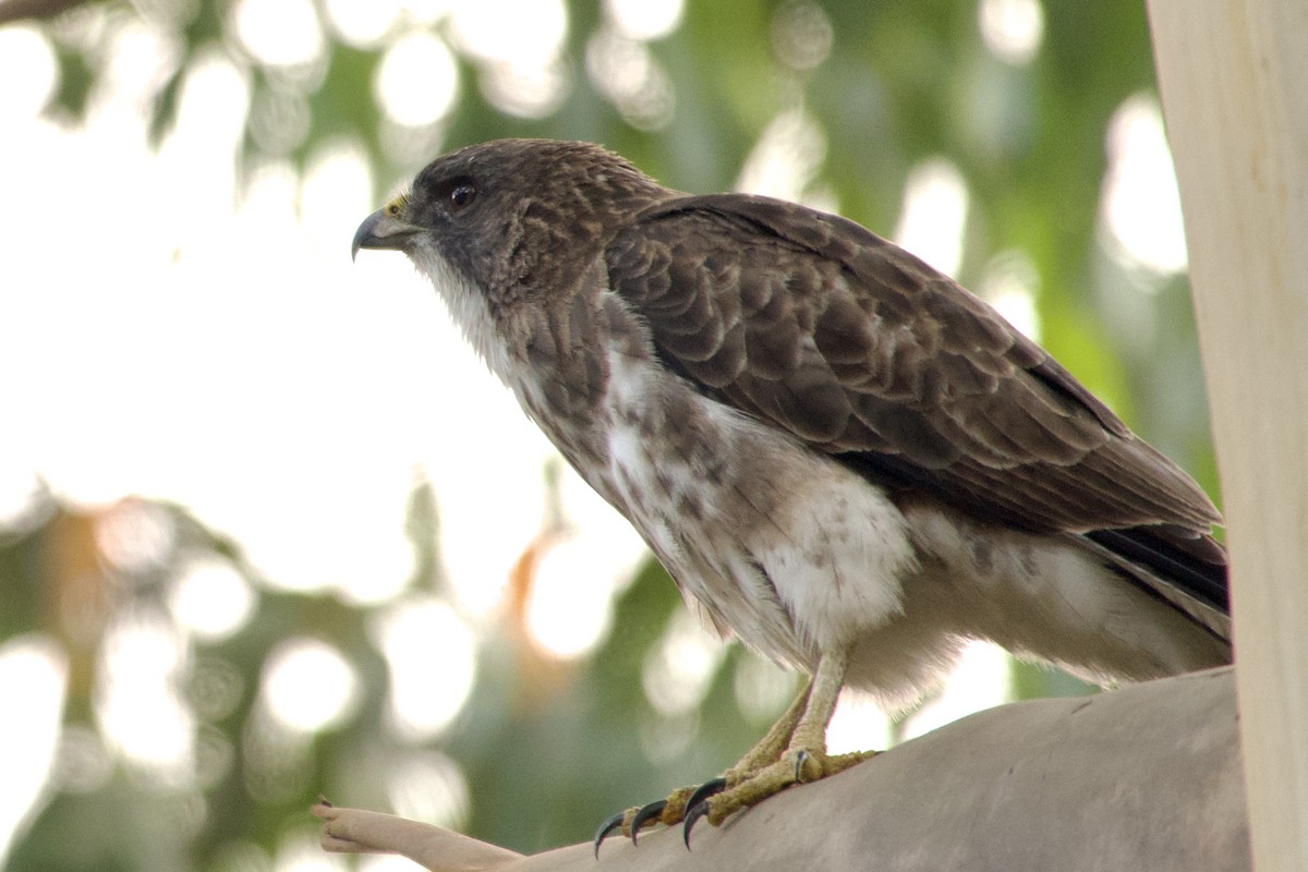 Hawaiian Hawk - ML636861534