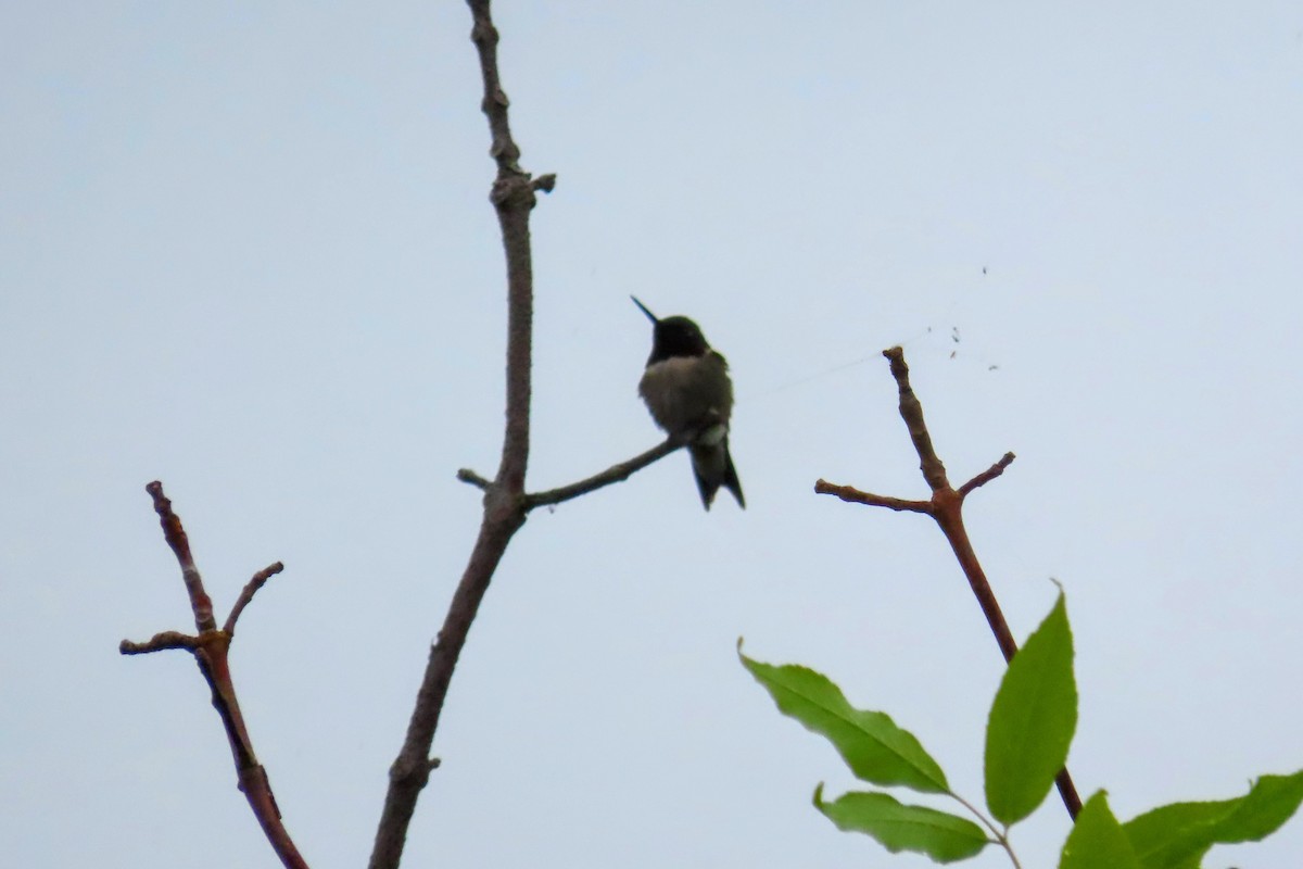 Ruby-throated Hummingbird - ML636861535