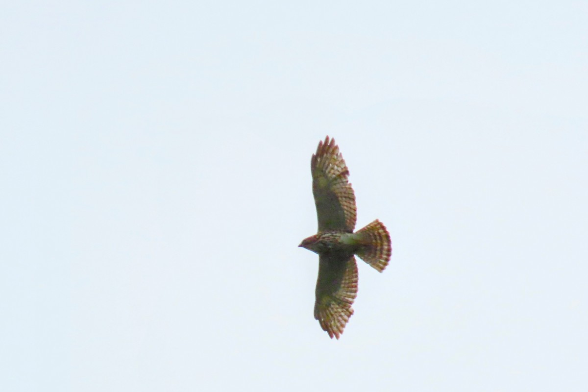 Broad-winged Hawk - ML636861542