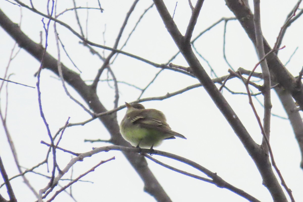 Alder Flycatcher - ML636861557