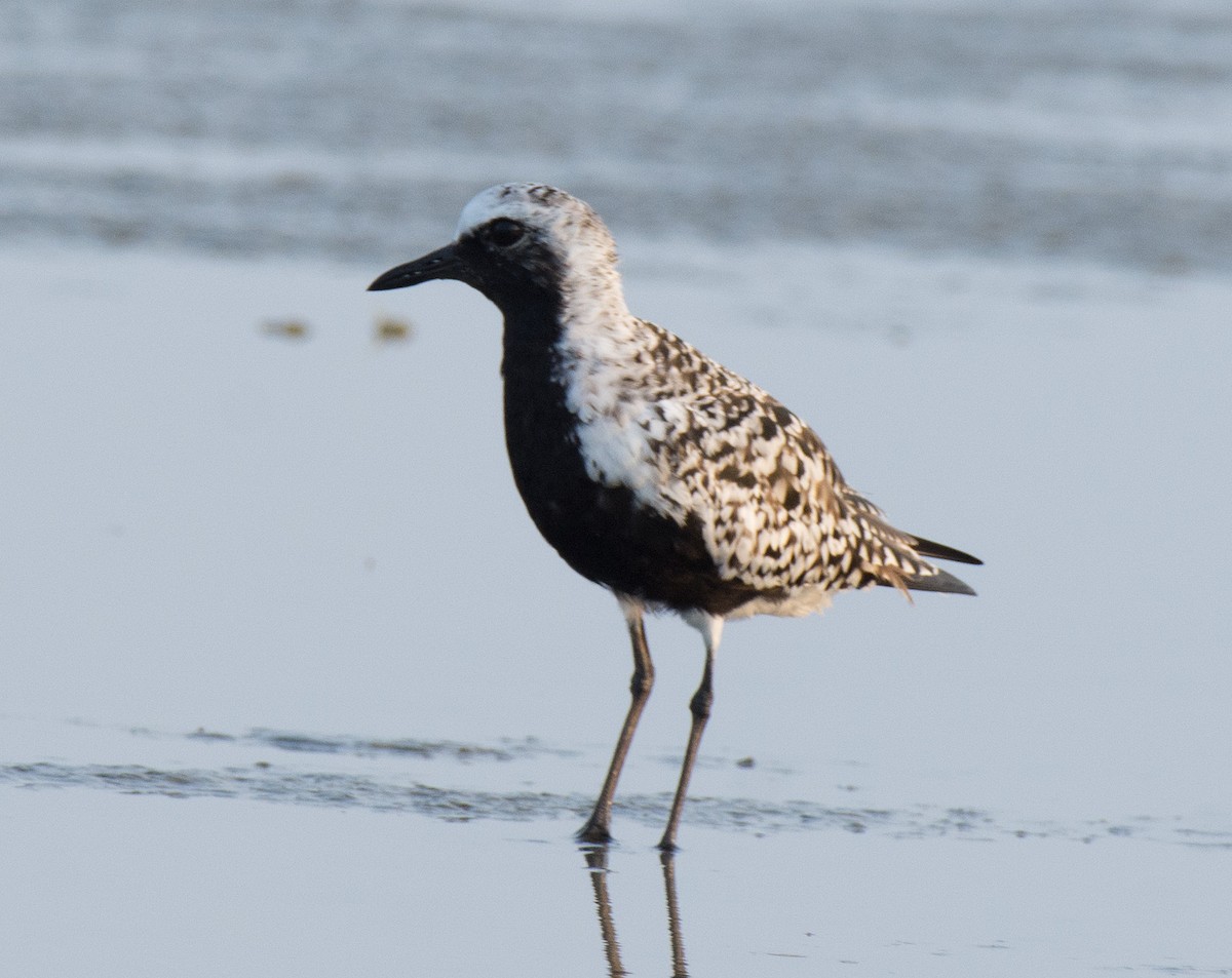 Black-bellied Plover - ML636861558