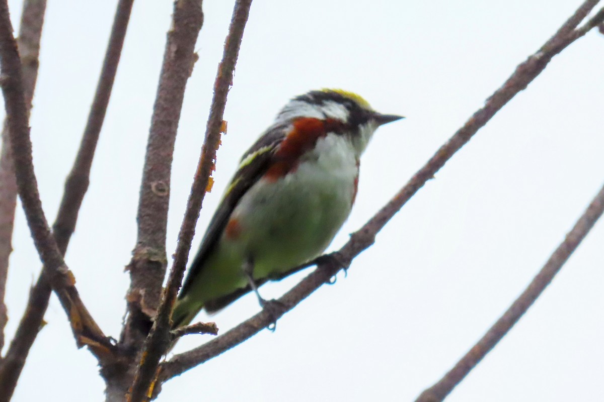 Chestnut-sided Warbler - ML636861577