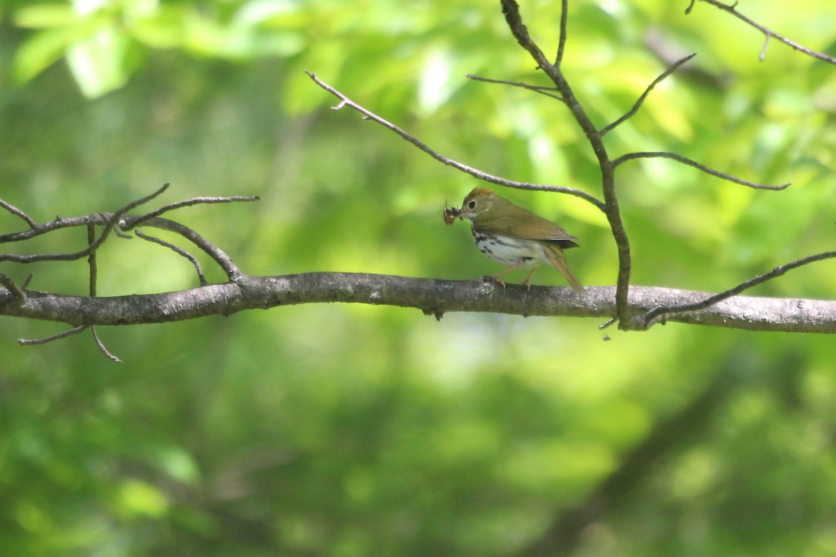 Ovenbird - ML636861592