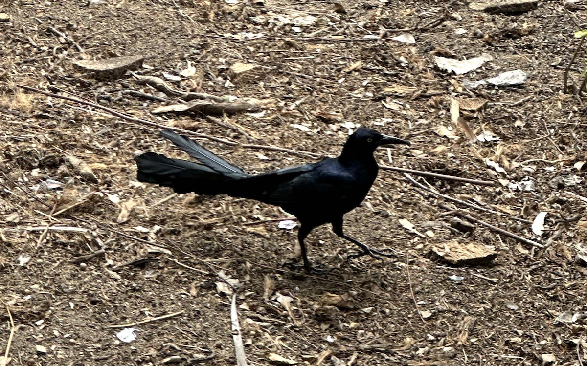Great-tailed Grackle - ML636861621