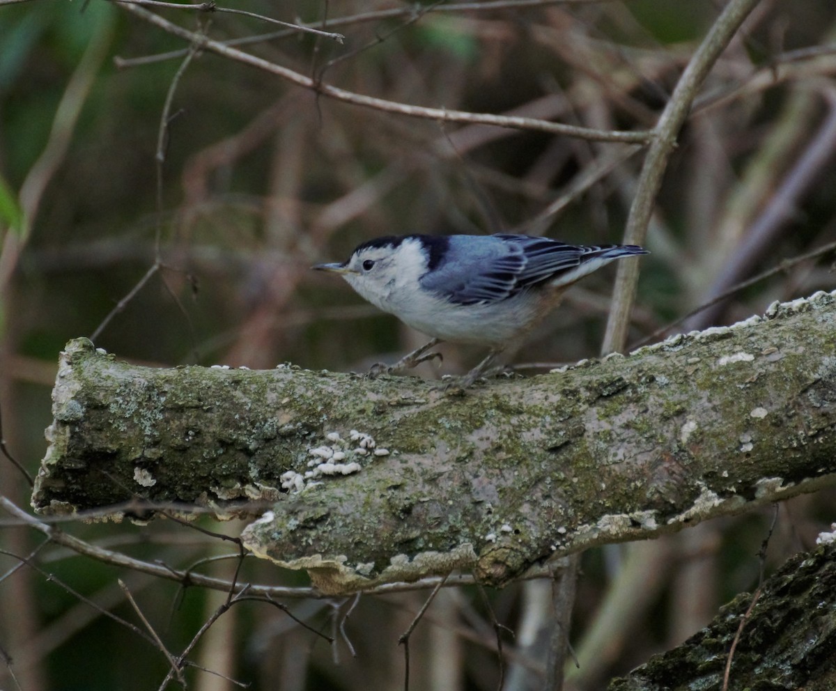 White-breasted Nuthatch - ML636861673
