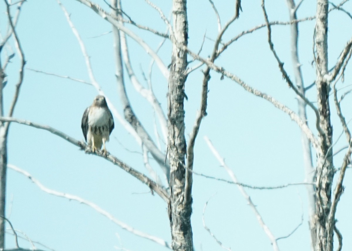Red-tailed Hawk - ML636861684