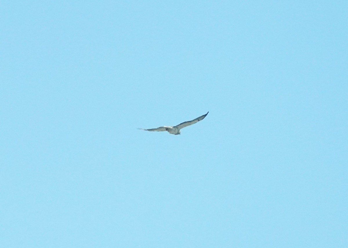 Swainson's Hawk - ML636861689