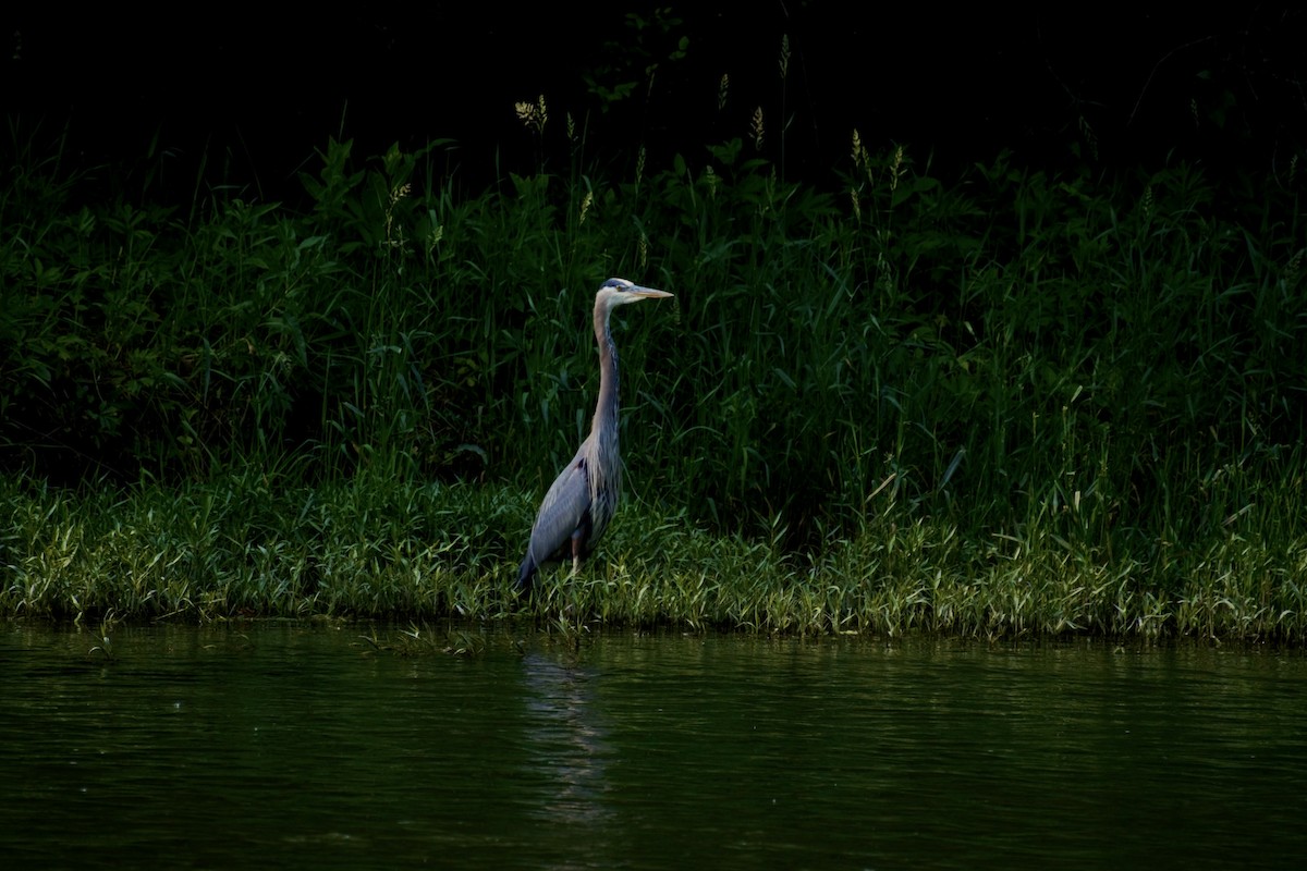 Great Blue Heron - ML636861709