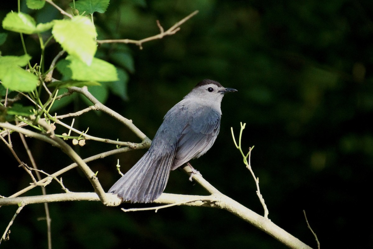Gray Catbird - ML636861713