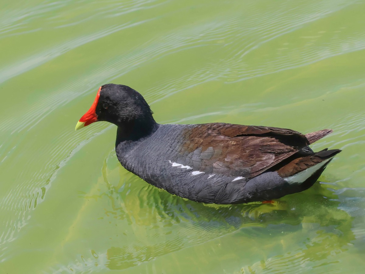 Common Gallinule - ML636861721