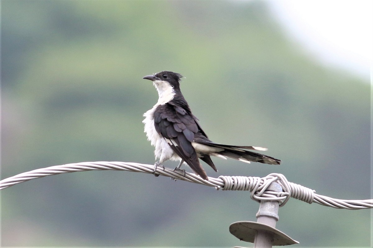 斑翅鳳頭鵑 - ML636861738