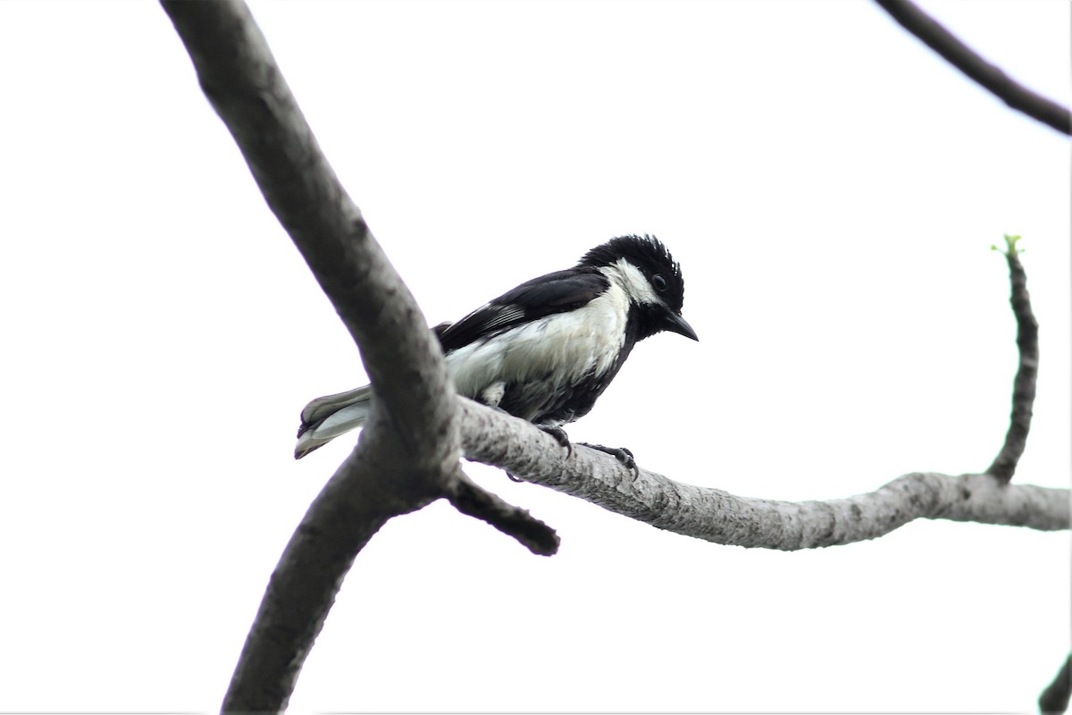 White-naped Tit - ML636861750