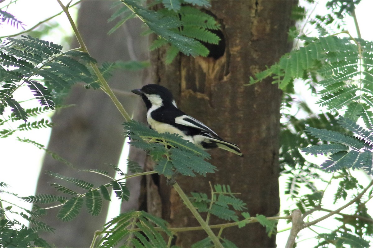 White-naped Tit - ML636861752