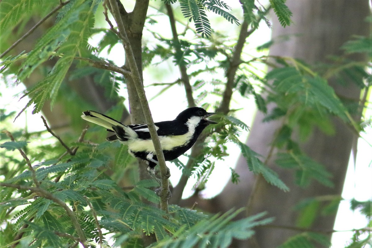 White-naped Tit - ML636861754