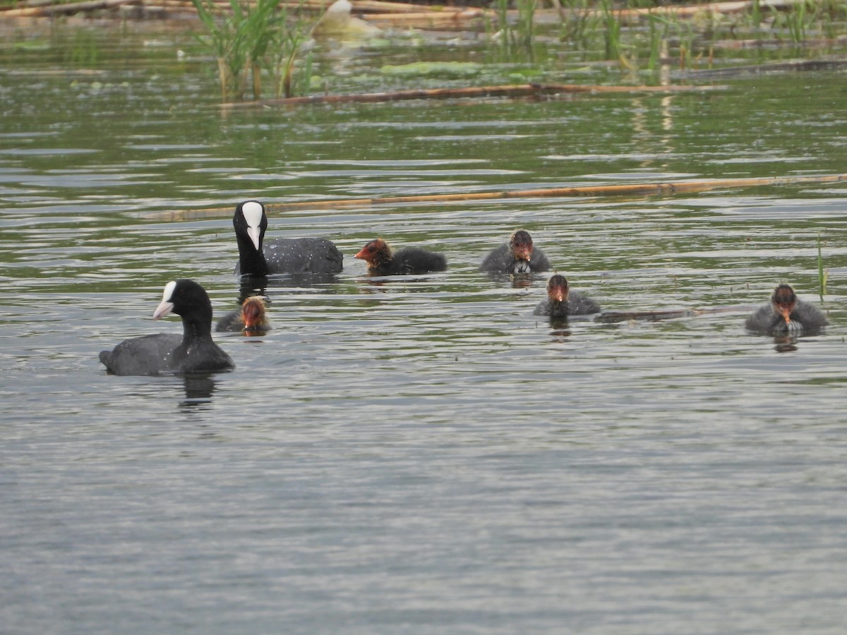 Eurasian Coot - ML636861760