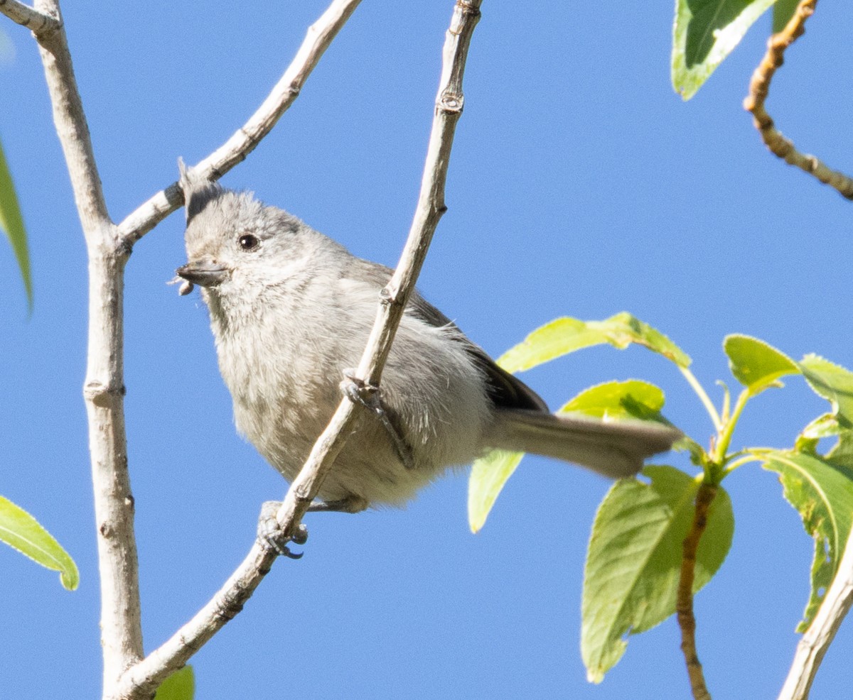 Ardıç Baştankarası - ML636861789