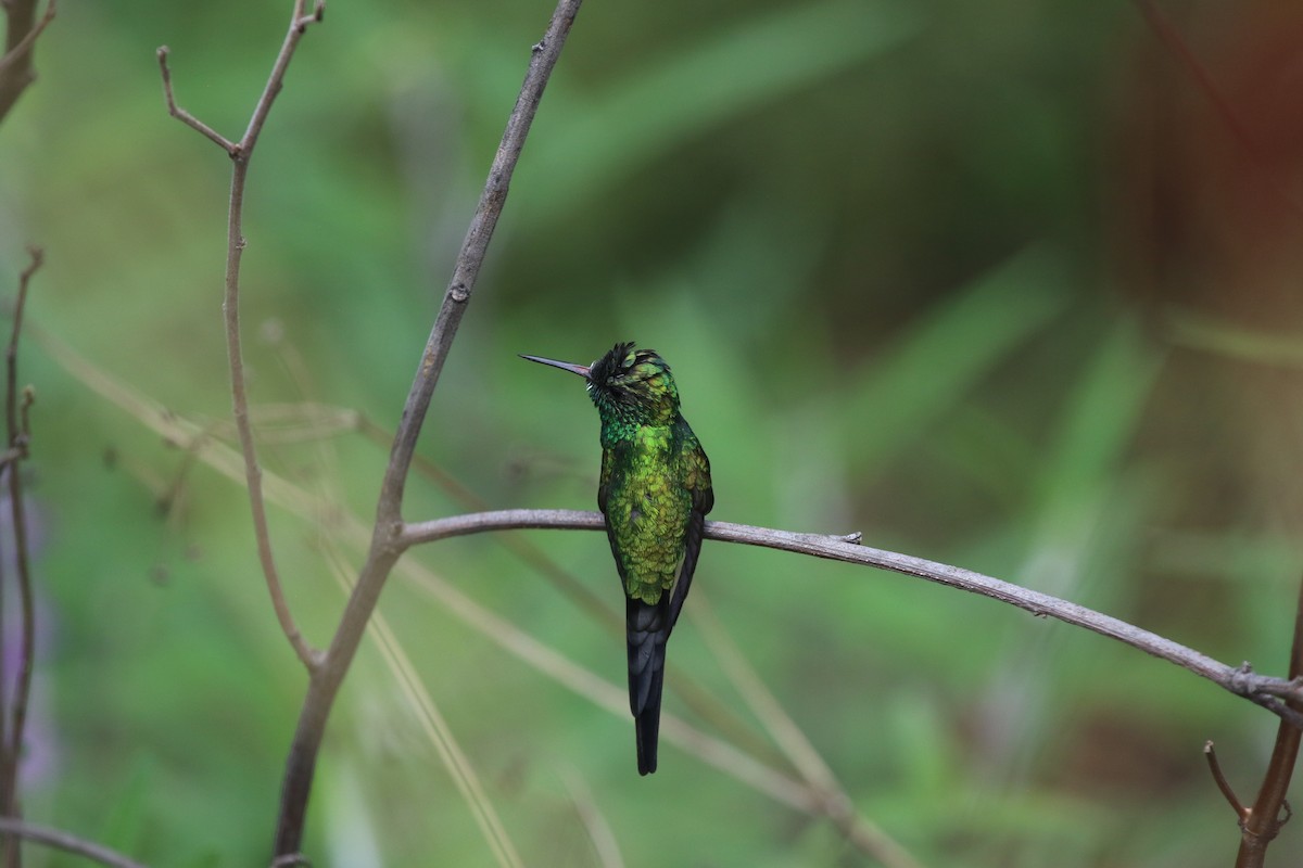 Golden-crowned Emerald - ML636861802