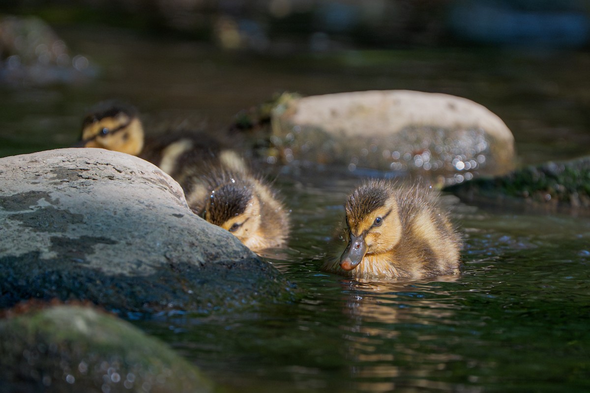 Mallard - ML636861804
