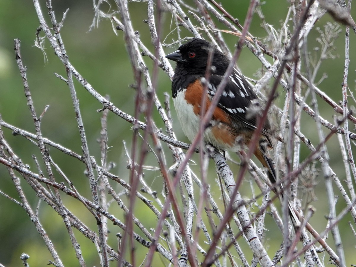 Spotted Towhee - ML636862091
