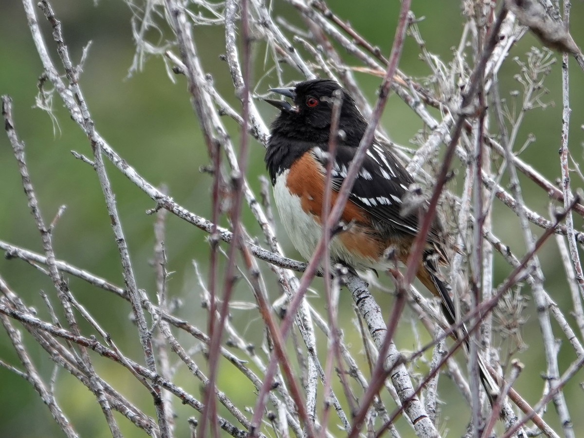 Spotted Towhee - ML636862092