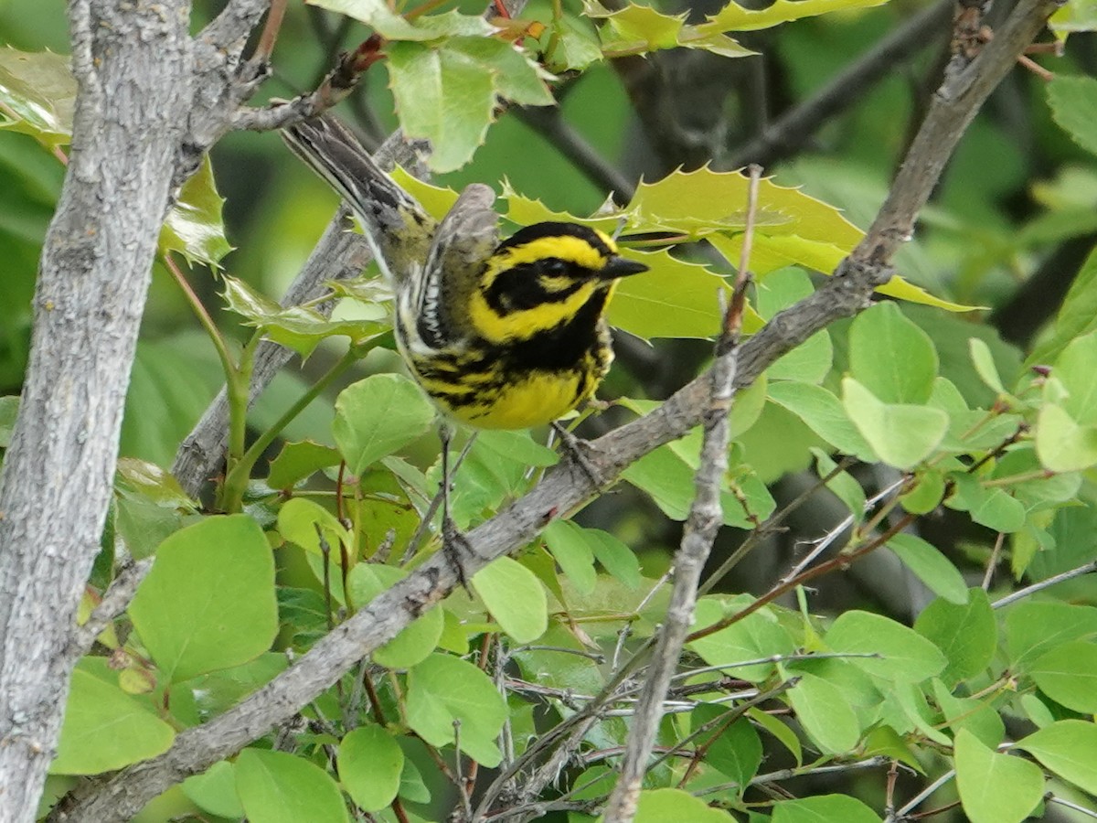 Townsend's Warbler - ML636862108