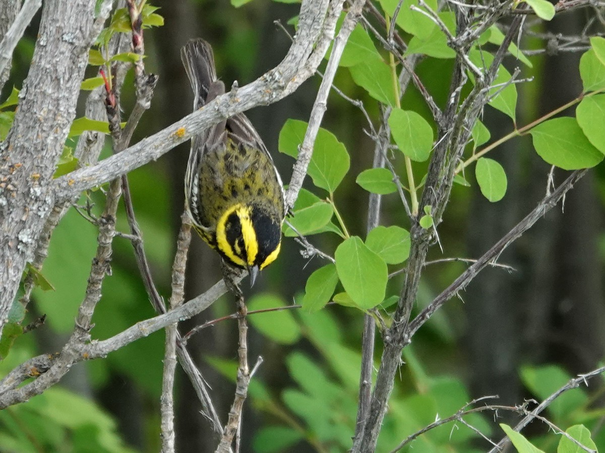 Townsend's Warbler - ML636862109