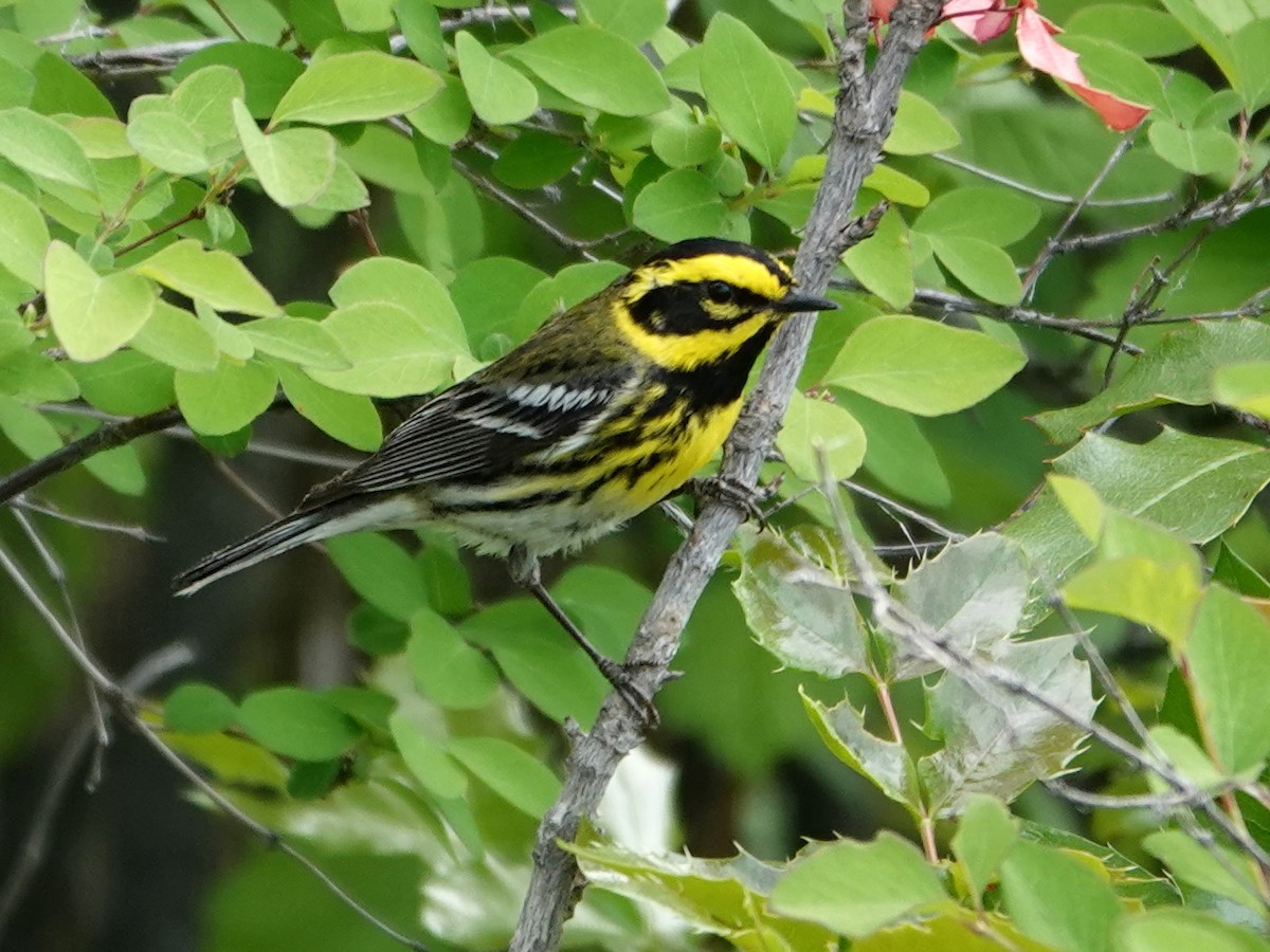 Townsend's Warbler - ML636862110