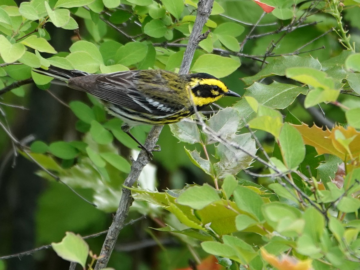 Townsend's Warbler - ML636862111