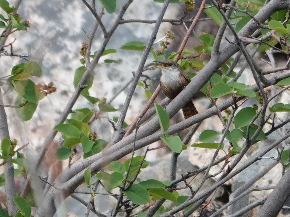 Canyon Wren - ML636862122