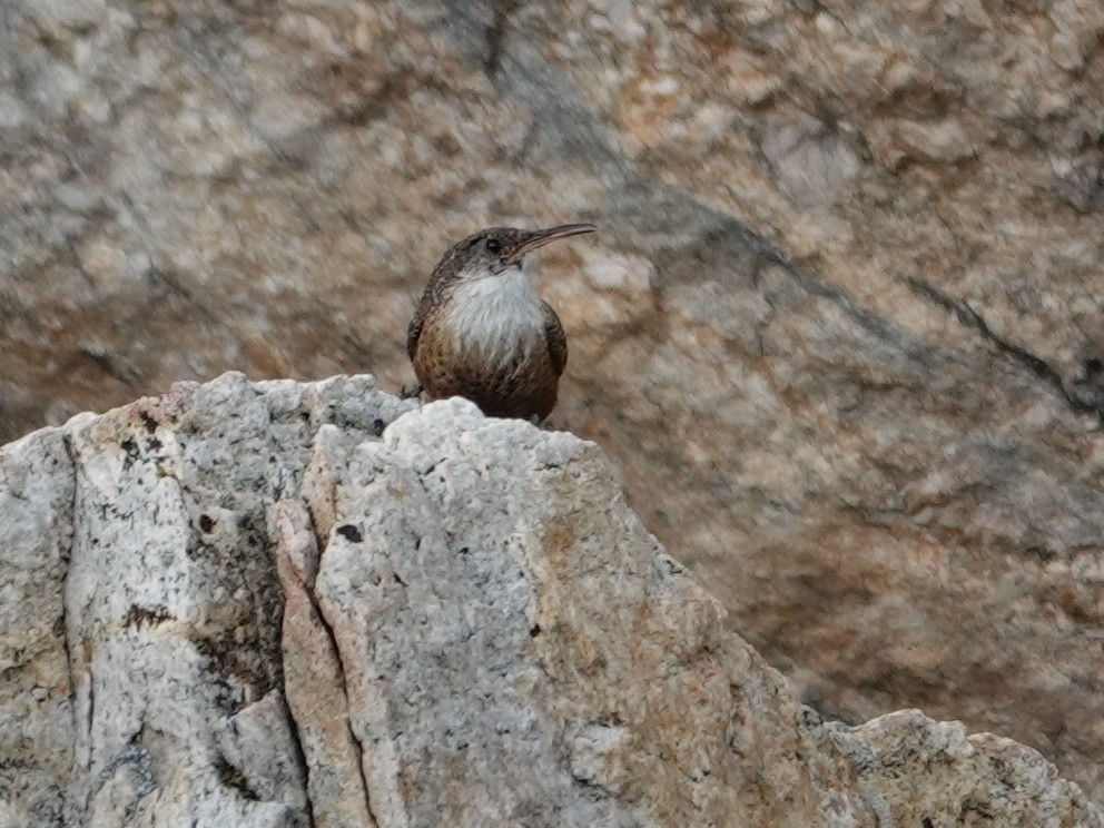 Canyon Wren - ML636862123
