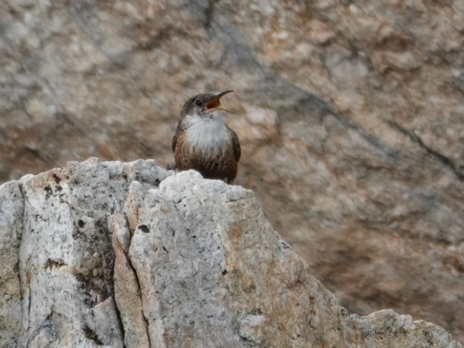 Canyon Wren - ML636862124