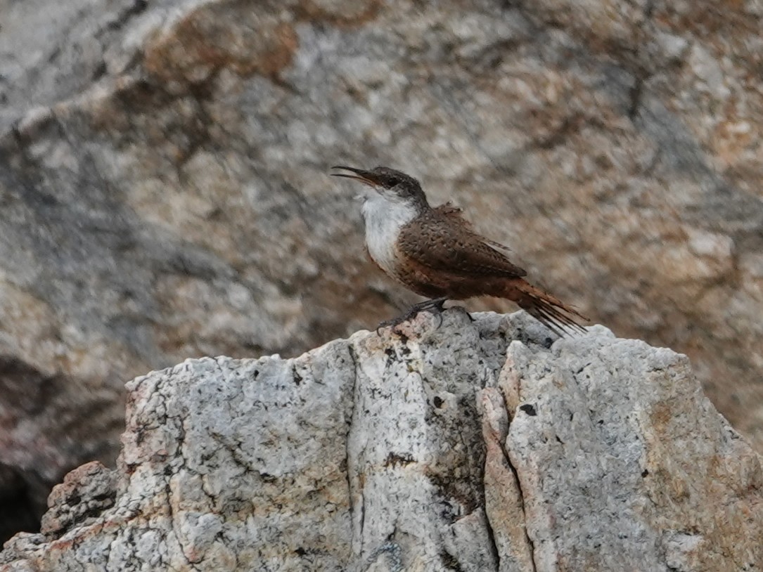 Canyon Wren - ML636862125