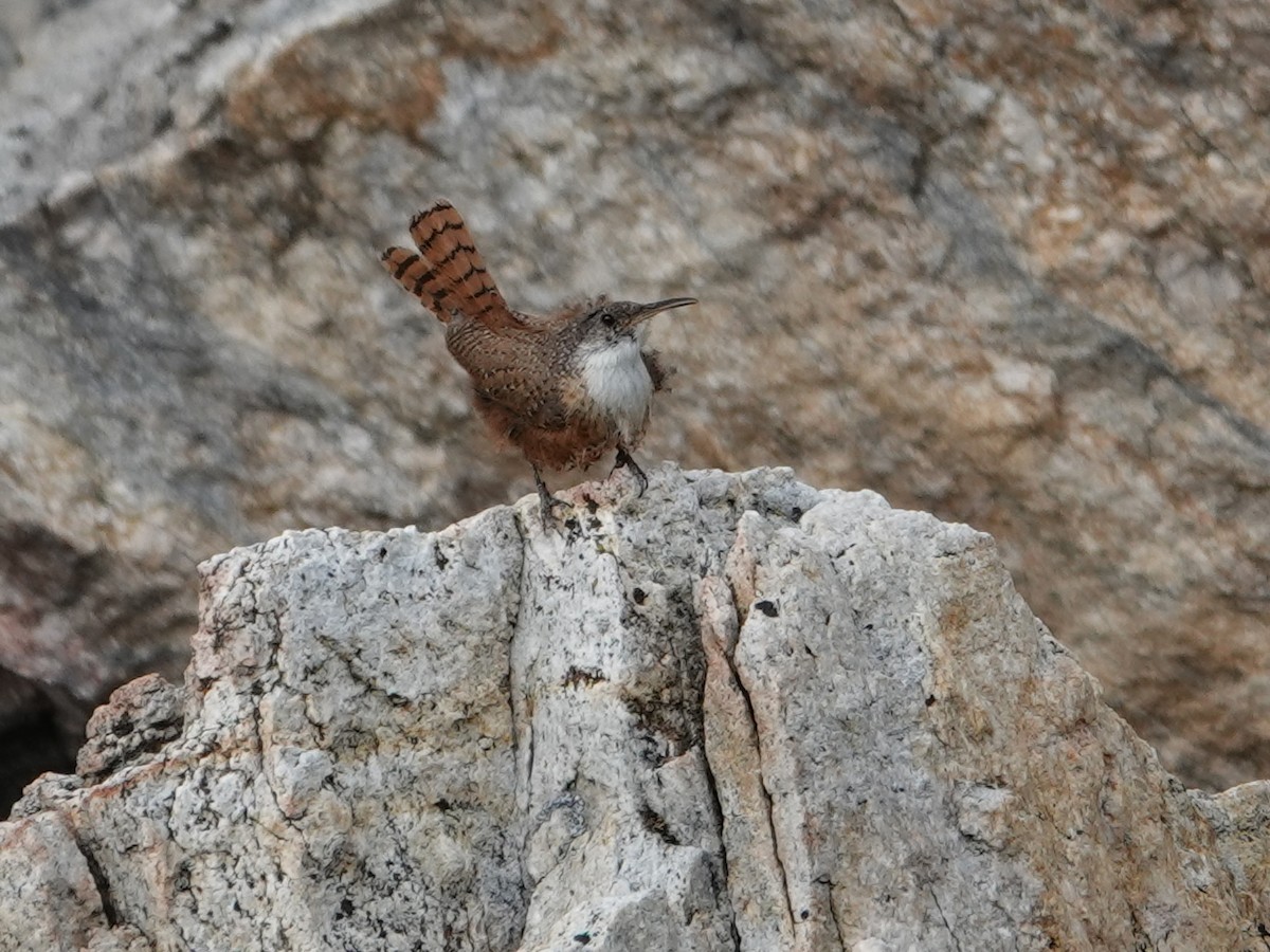Canyon Wren - ML636862126