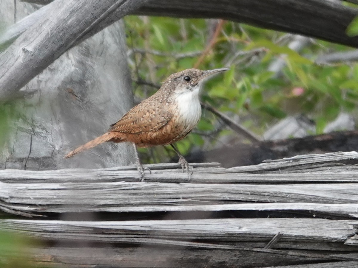 Canyon Wren - ML636862127
