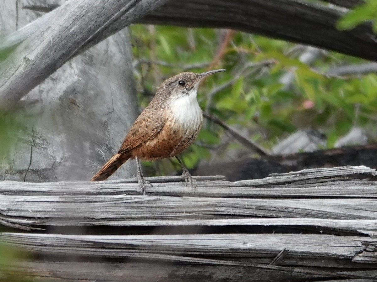 Canyon Wren - ML636862128