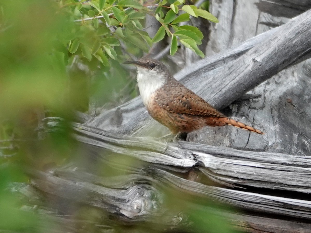 Canyon Wren - ML636862129