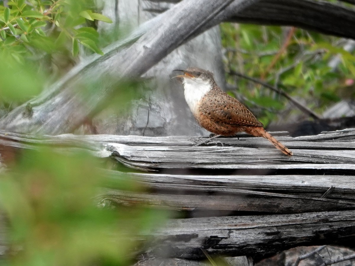 Canyon Wren - ML636862130