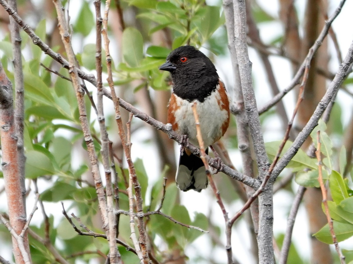 Spotted Towhee - ML636862132