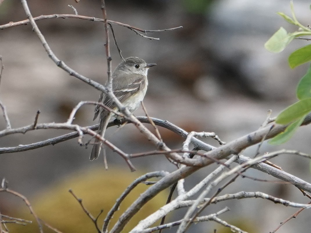 Dusky Flycatcher - ML636862133