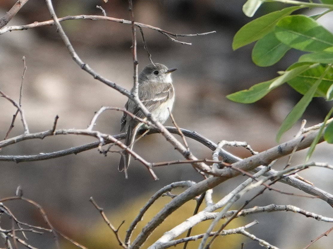 Dusky Flycatcher - ML636862134