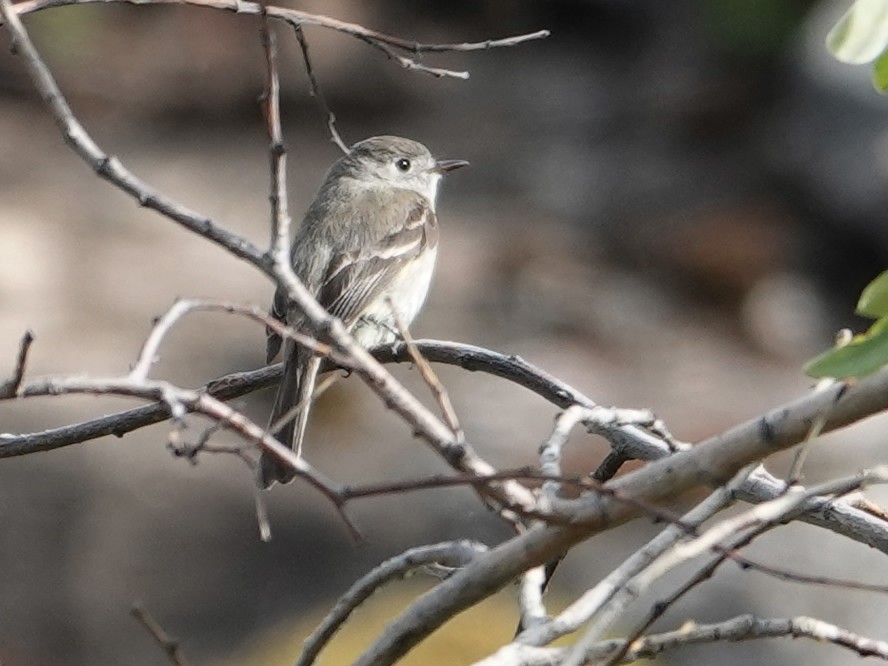 Dusky Flycatcher - ML636862135