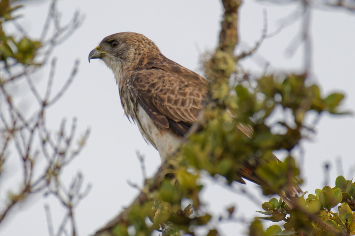 Hawaiian Hawk - ML636862151