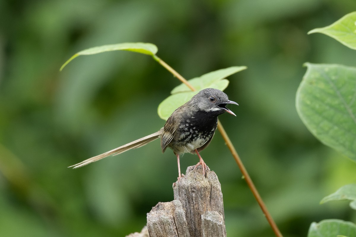 Black-throated Prinia - ML636862278