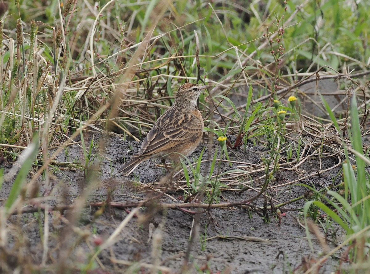 Blanford's Lark (Erlanger's) - ML636862301