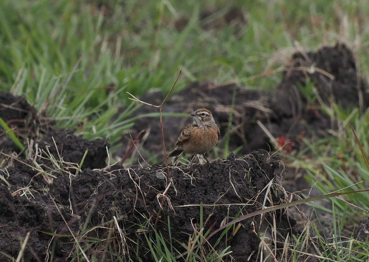 Blanford's Lark (Erlanger's) - ML636862302