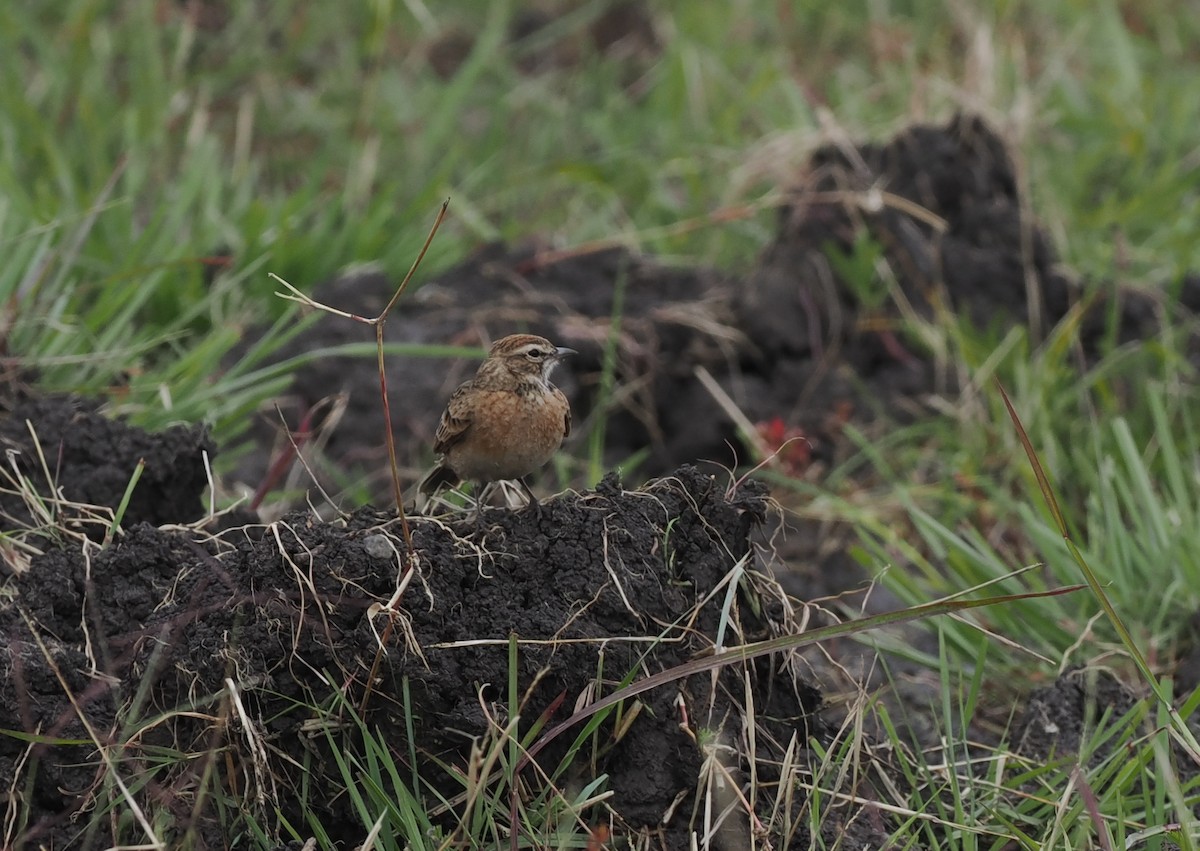 Blanford's Lark (Erlanger's) - ML636862303